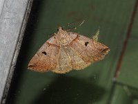 Variable Zanclognatha Moth
